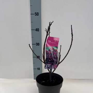 Cotinus coggygria 'Royal Purple'