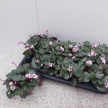 Cyclamen coum 'Cyberia Dark Rose'