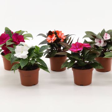 Impatiens NEW GUINEA MIX