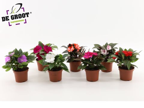 Impatiens NEW GUINEA MIX