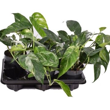 Epipremnum pinnatum 'Variegata'