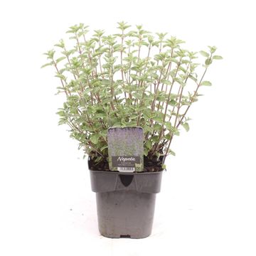 Nepeta 'Six Hills Giant'