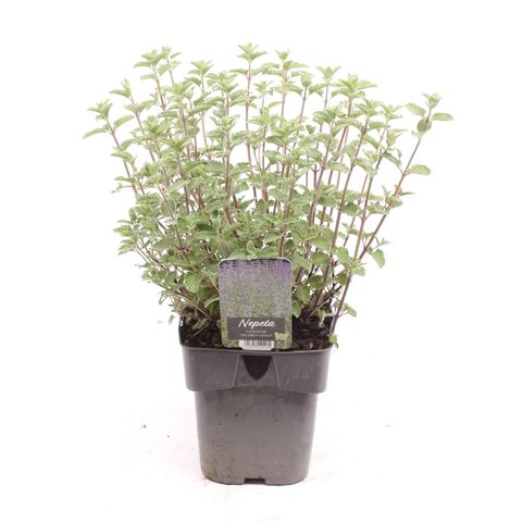 Nepeta 'Six Hills Giant'