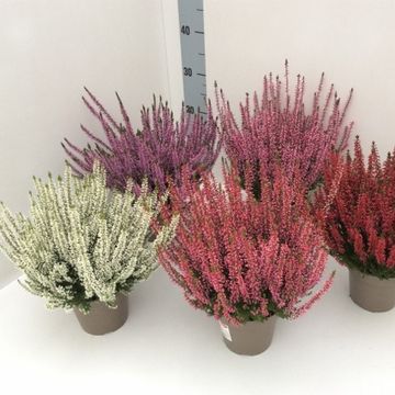 Calluna vulgaris GARDEN GIRLS MIX