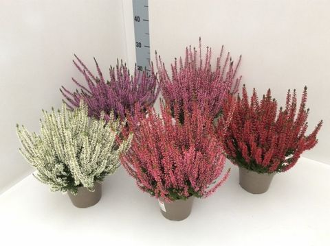 Calluna vulgaris GARDEN GIRLS MIX