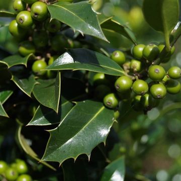 Ilex aquifolium 'Alaska'