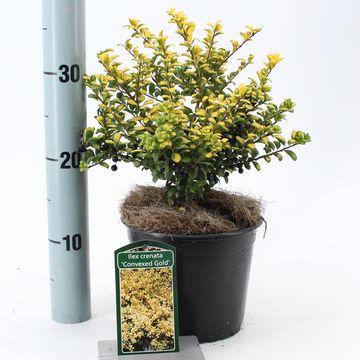 Ilex crenata 'Convexed Gold'