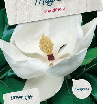 Magnolia grandiflora