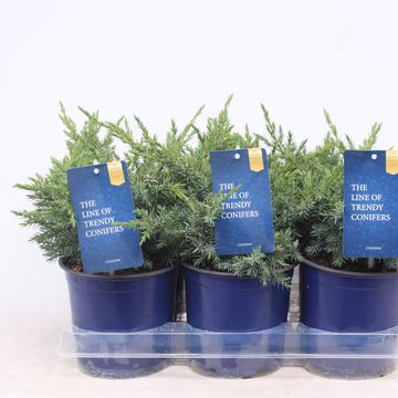 Juniperus squamata 'Blue Swede'