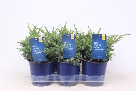 Juniperus squamata 'Blue Swede'