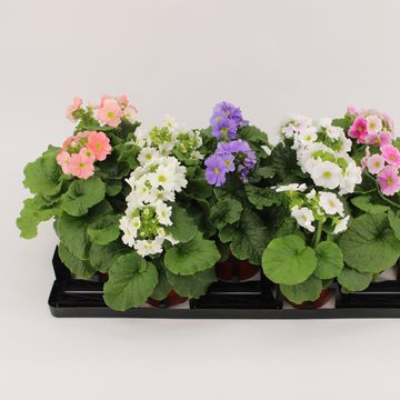 Primula obconica SWEET KISSES AMORE MIX
