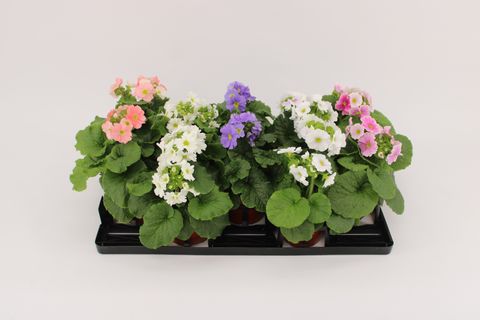 Primula obconica SWEET KISSES AMORE MIX