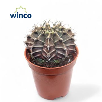 Gymnocalycium mihanovichii