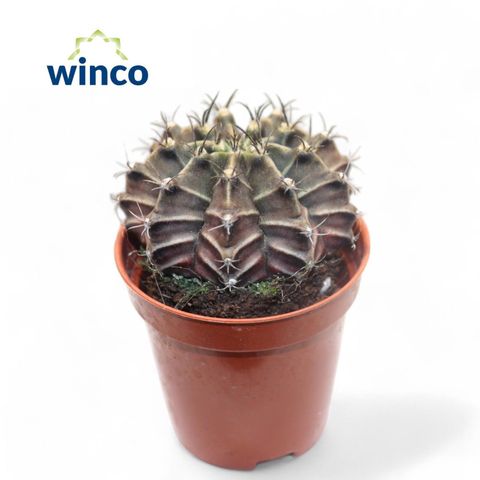 Gymnocalycium mihanovichii