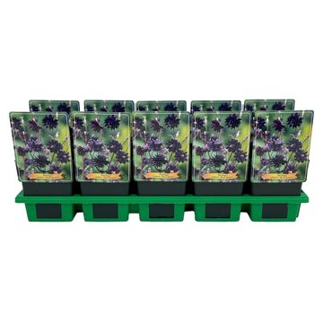 Aquilegia vulgaris 'Black Barlow'