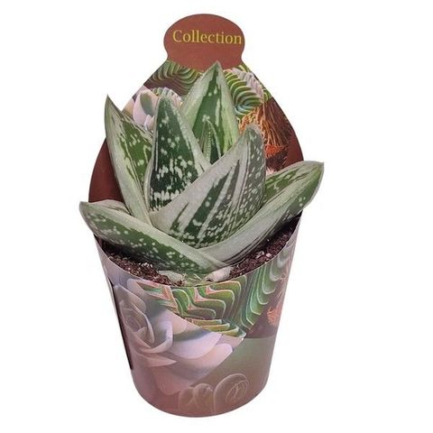 x Gasteraloe 'Green Ice'