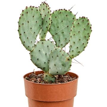 Opuntia santarita