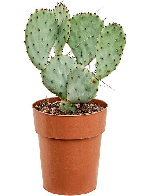 Opuntia santarita