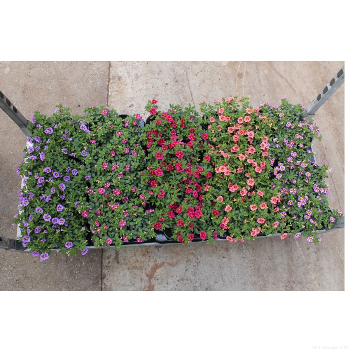 Calibrachoa RAVE MIX — Plant Wholesale FlorAccess