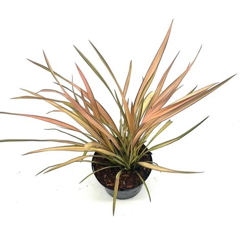 Phormium 'Rainbow Sunrise'