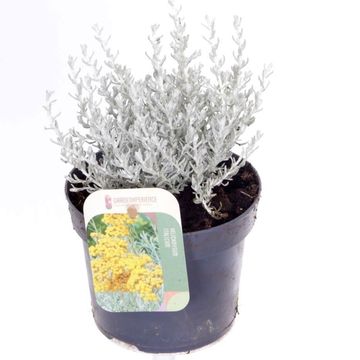 Helichrysum italicum 'Silver Silvery'