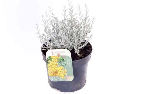 Helichrysum italicum 'Silver Silvery'