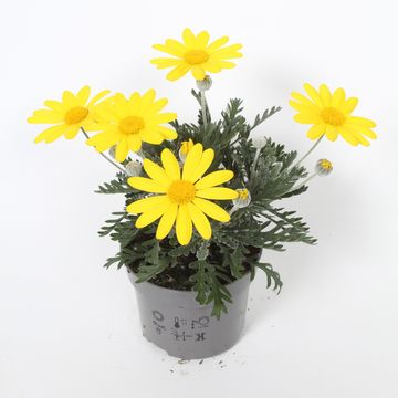 Euryops pectinatus 'Silver Star'