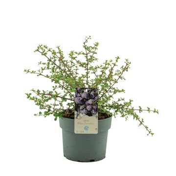 Ceanothus 'Blue Sensation'