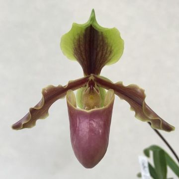 Paphiopedilum x herrmannii