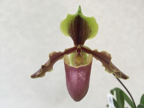 Paphiopedilum x herrmannii