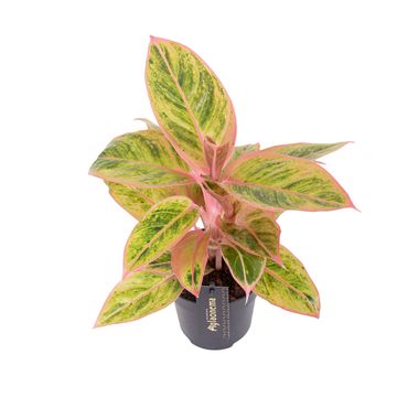 Aglaonema 'Salmon Fantasy'