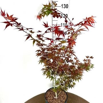 Acer palmatum 'Atropurpureum'