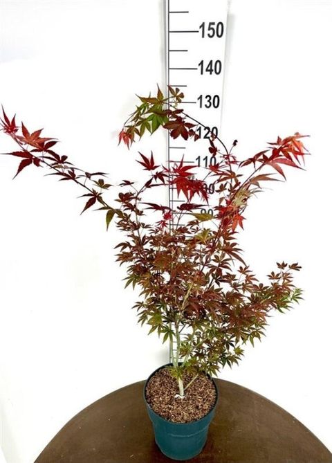 Acer palmatum 'Atropurpureum'