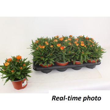 Xerochrysum MOHAVE ORANGE DREAM