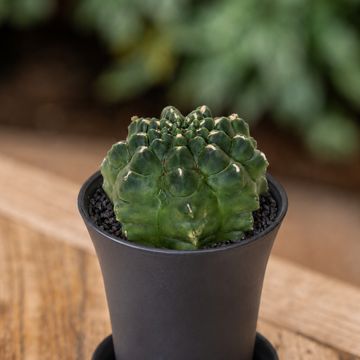 Gymnocalycium mihanovichii 'Transformer'