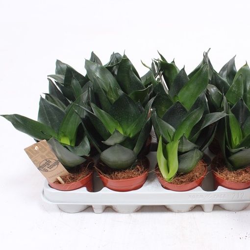 Sansevieria 'Golden Hahnii Black'