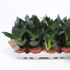 Sansevieria 'Golden Hahnii Black'