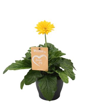 Gerbera GARVINEA SWEET JOY