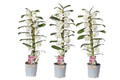 Dendrobium nobile SPRING DREAM STAR CLASS APOLLON