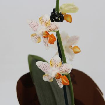 Phalaenopsis 'Mini Mark'