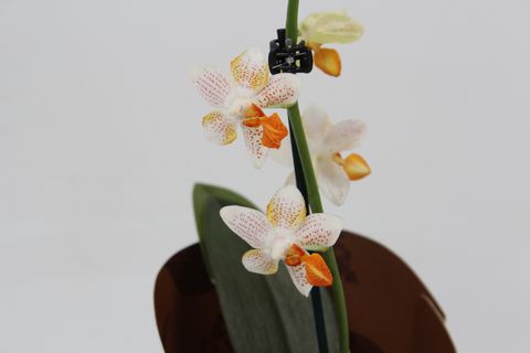 Phalaenopsis 'Mini Mark'