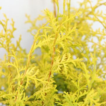 Chamaecyparis obtusa 'Lucas'