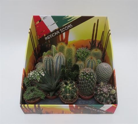 Cactos MIX