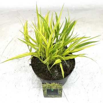 Hakonechloa macra 'Aureola'