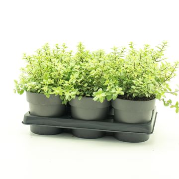 Pittosporum tenuifolium 'Silver Ball'