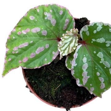 Begonia 'Cream Powder'