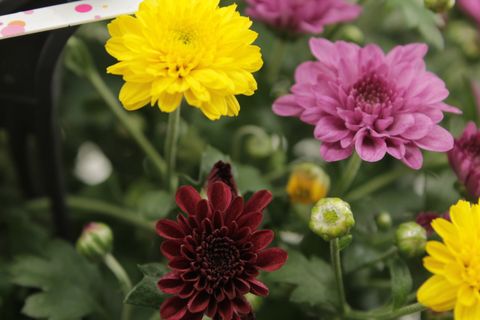 Chrysanthemum SKYFALL MIX IN POT