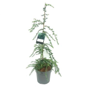 Tsuga canadensis 'Pendula'