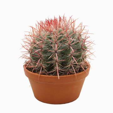 Ferocactus stainesii