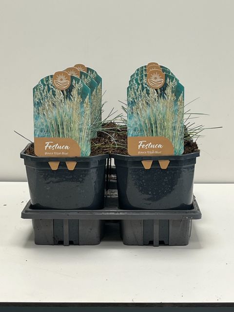 Festuca glauca 'Elijah Blue'